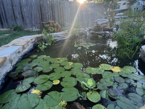 How to Prepare Your Plants For a Freeze: Winterize Your Garden the Shamballah Home & Gardens Way