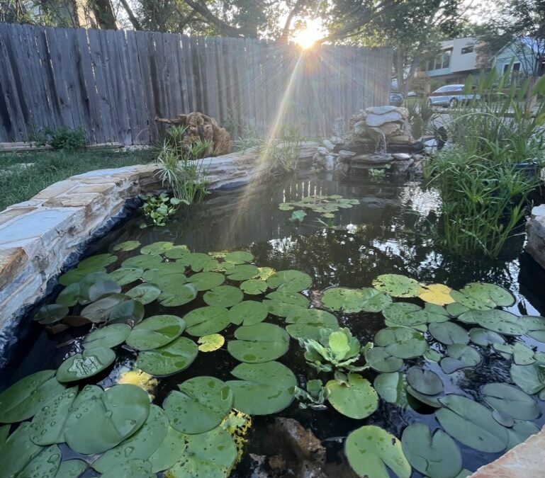 How to Prepare Your Plants For a Freeze: Winterize Your Garden the Shamballah Home & Gardens Way