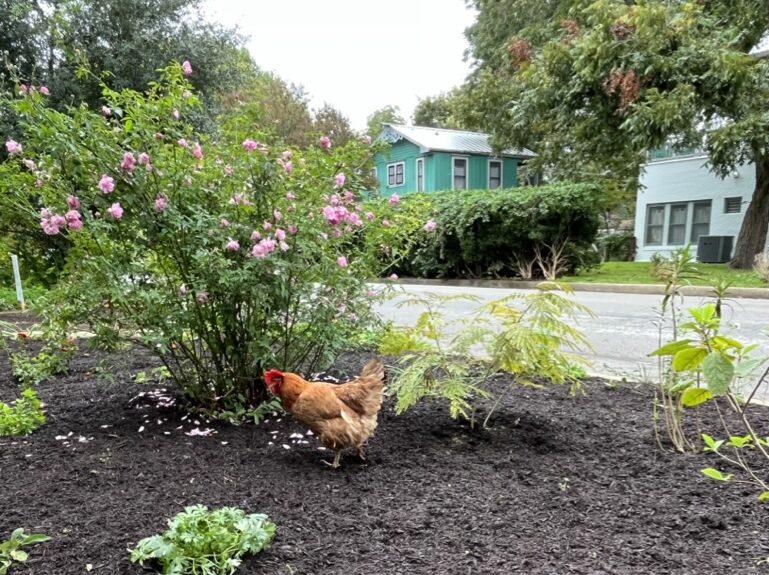 Why Our Maintenance Plan Matters: Because Gardens Are Living, Growing Beings