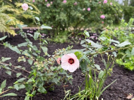 Your Place of Peace Found Through Land Stewardship