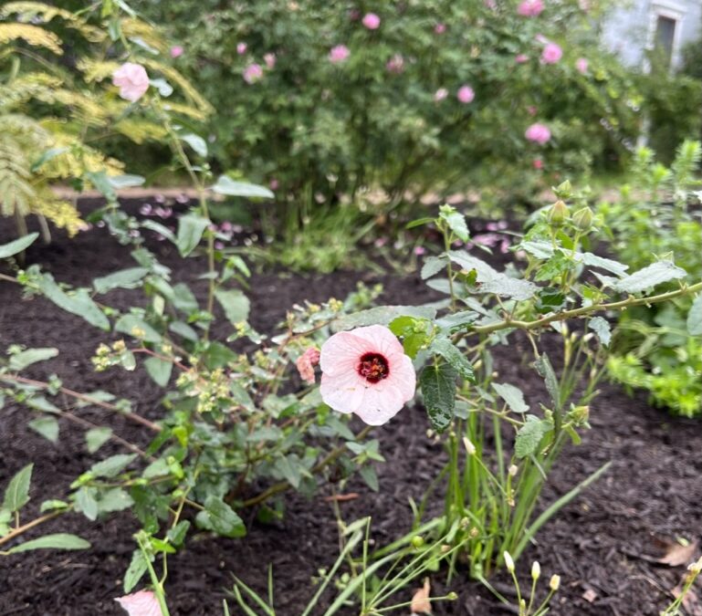 Your Place of Peace Found Through Land Stewardship