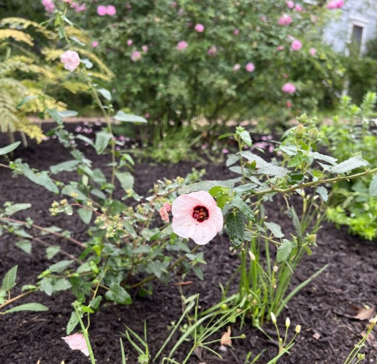 Your Place of Peace Found Through Land Stewardship