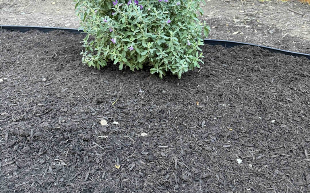Spring Landscapes in Central Texas