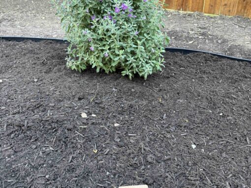 Spring Landscapes in Central Texas