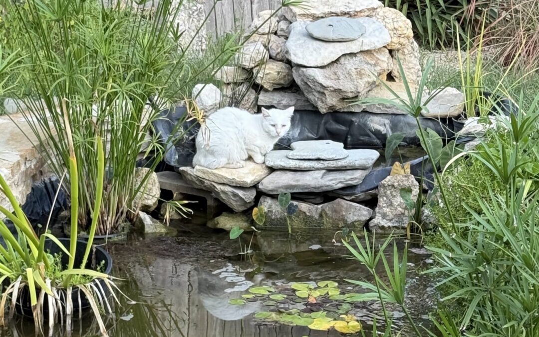 The Transformative Power of Fresh Water Features in Landscaping