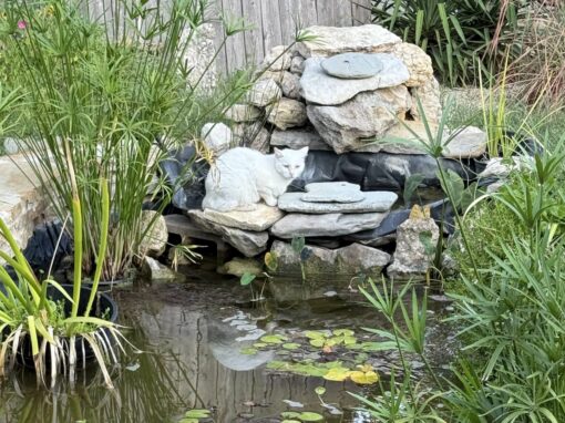 The Transformative Power of Fresh Water Features in Landscaping