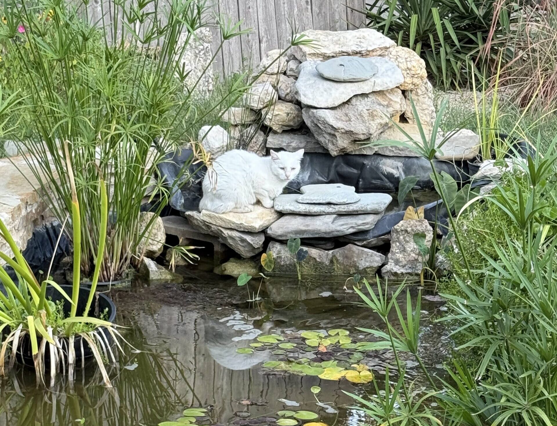 The Transformative Power of Fresh Water Features in Landscaping