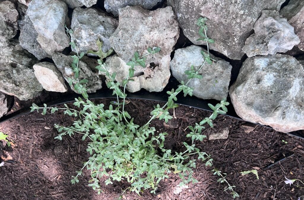 Project Feature: Creating a Hill Country Habitat That Supports Texas Native Plants
