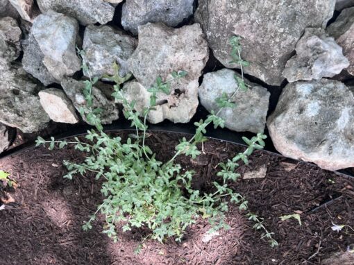 Project Feature: Creating a Hill Country Habitat That Supports Texas Native Plants