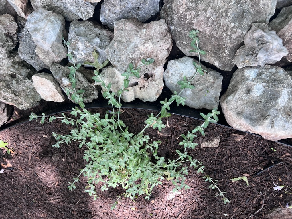 Project Feature: Creating a Hill Country Habitat That Supports Texas Native Plants